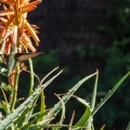 Hummingbirds-January-2014-421