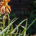 Hummingbirds-January-2014-422