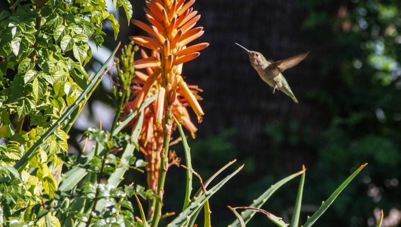 Hummingbirds-January-2014-423.jpg