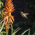Hummingbirds-January-2014-424