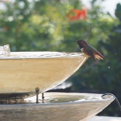 More-Hummingbirds