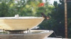 More-Hummingbirds