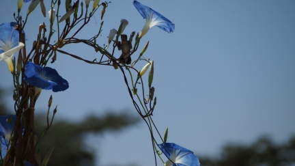 Hummingbird - Four Thirds Camera - Geek Hill 2013-1338