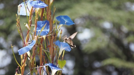 Hummingbird - Four Thirds Camera - Geek Hill 2013-1357