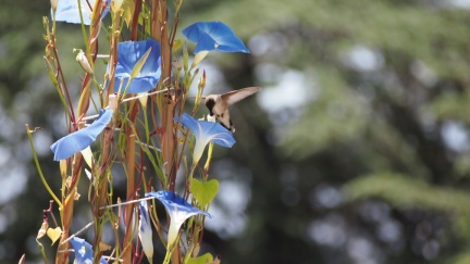 Hummingbird - Four Thirds Camera - Geek Hill 2013-1358