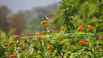 Hummingbird - Four Thirds Camera - Geek Hill 2013-1375