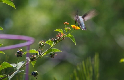 Hummingbird at Geek Hill 2013-210
