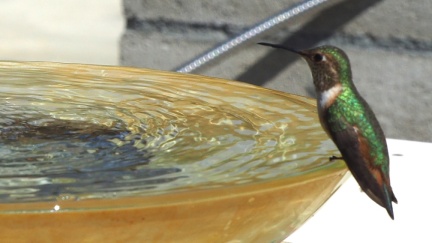 humbird-03-25-2023-batch2-1557