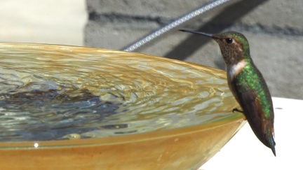 humbird-03-25-2023-batch2-1580