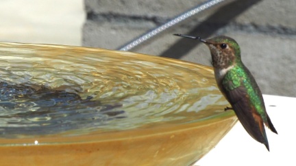 humbird-03-25-2023-batch2-1666