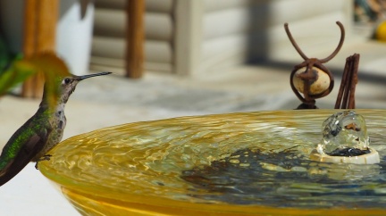 humbird-03-25-2023-batch3-1478