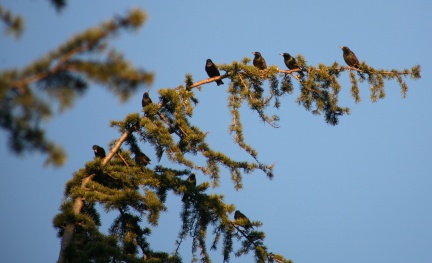 Birds Seen at Geek Hill 019