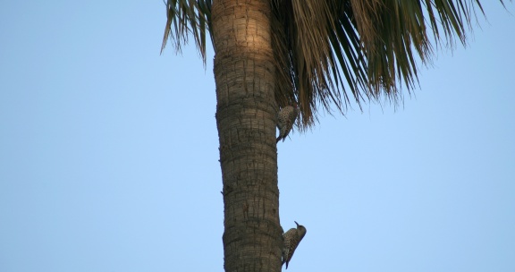 Birds Seen at Geek Hill 021