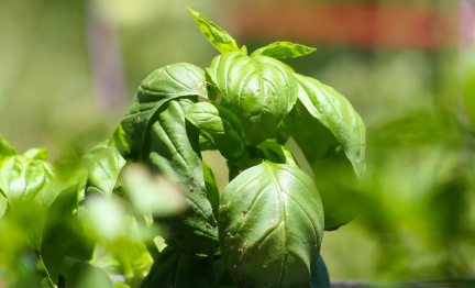 Herbs at Geek Hill 2013-3