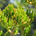 hapy-succulent1396