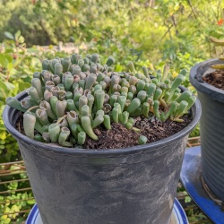 Succulents