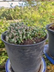 Succulents