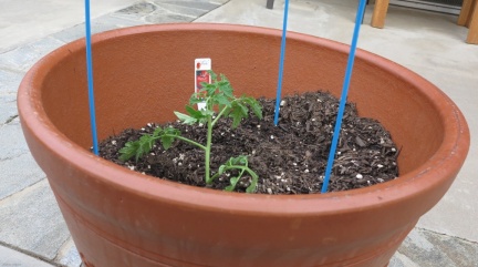 2013 Container Garden at Geek Hill-20