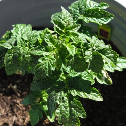 Tomatoes