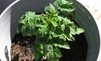Tomatoes