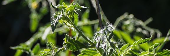 Backlit-Tomato-After-Rain-1500