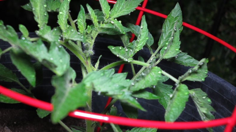 Tomatoes_via_LED_light_at_Geek_Hill-18.jpg