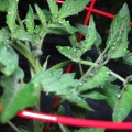 Tomatoes via LED light at Geek Hill-18