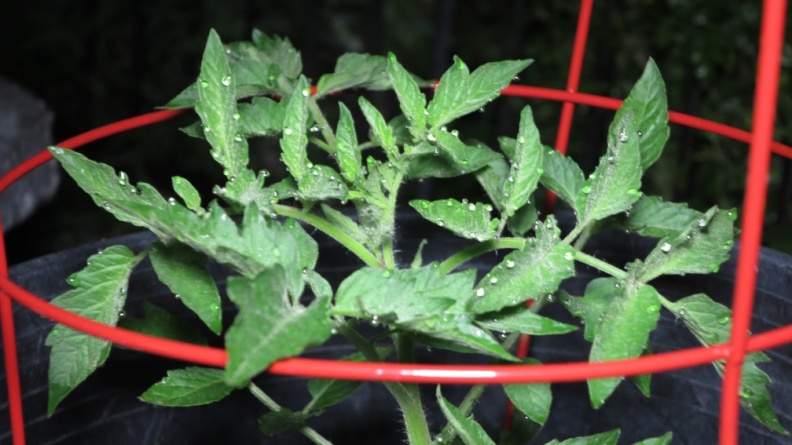 Tomatoes_via_LED_light_at_Geek_Hill-19.jpg