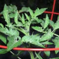 Tomatoes via LED light at Geek Hill-19