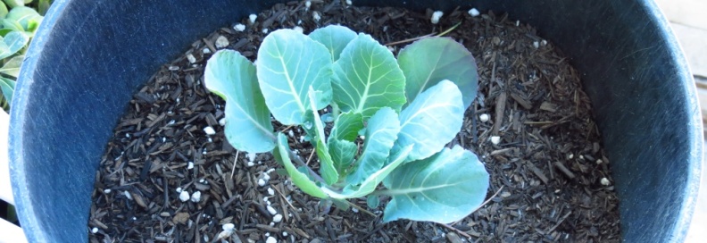 Veggies_2013_at_Geek_Hill-15.jpg