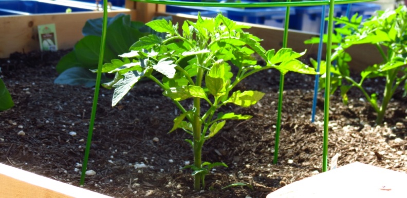 Veggies_2013_at_Geek_Hill-17.jpg