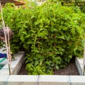 old-man-watering-tomato-forest-april-12-2016-100