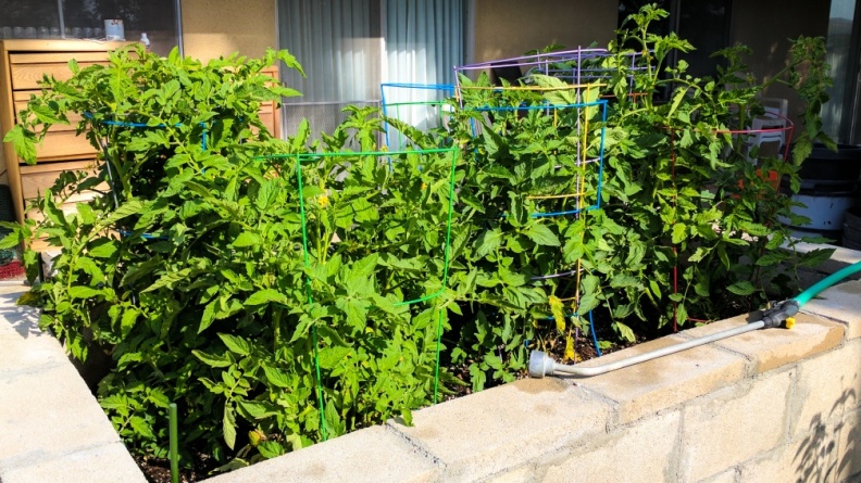 tomato-forest-2017-april-9-100.jpg