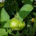 tomato-forest-2017-april-9-101