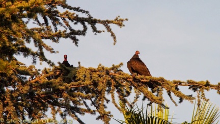 Turkey-Vultures-at-Geek-Hill--300