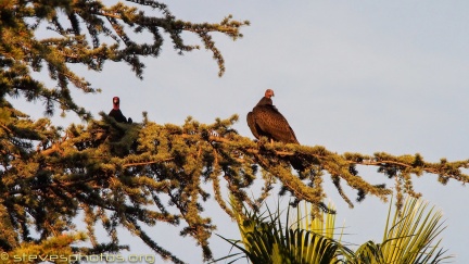 Turkey-Vultures-at-Geek-Hill--301