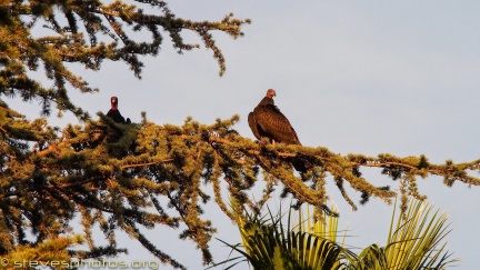 Turkey-Vultures-at-Geek-Hill--302