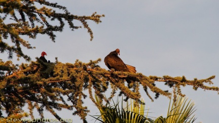 Turkey-Vultures-at-Geek-Hill--304