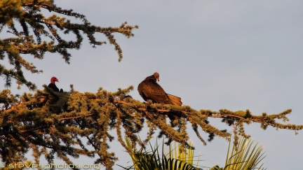 Turkey-Vultures-at-Geek-Hill--305