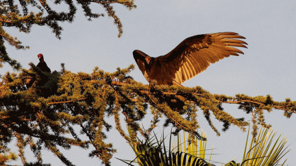 Turkey-Vultures-at-Geek-Hill--306-MOTION