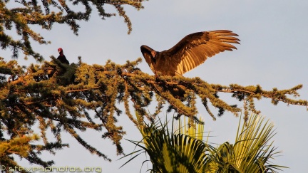 Turkey-Vultures-at-Geek-Hill--306