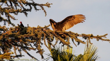 Turkey-Vultures-at-Geek-Hill--307