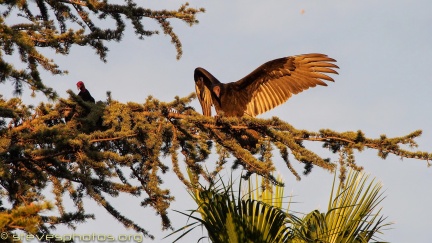 Turkey-Vultures-at-Geek-Hill--308