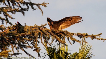 Turkey-Vultures-at-Geek-Hill--310
