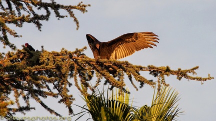 Turkey-Vultures-at-Geek-Hill--311
