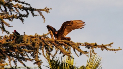Turkey-Vultures-at-Geek-Hill--318