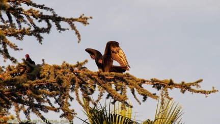 Turkey-Vultures-at-Geek-Hill--321