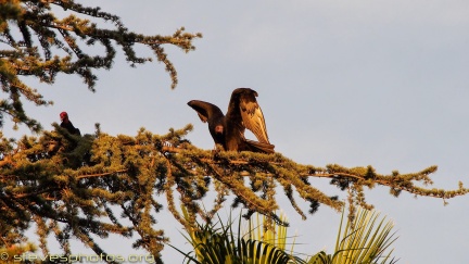 Turkey-Vultures-at-Geek-Hill--323