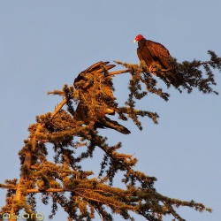 Turkey-Vultures
