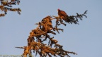 Turkey-Vultures